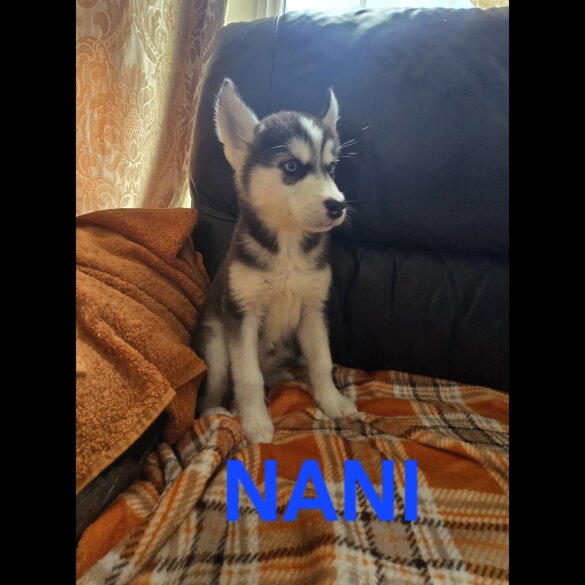 Alaskan Malamute - Bitches
