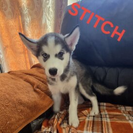 Alaskan Malamute - Bitches
