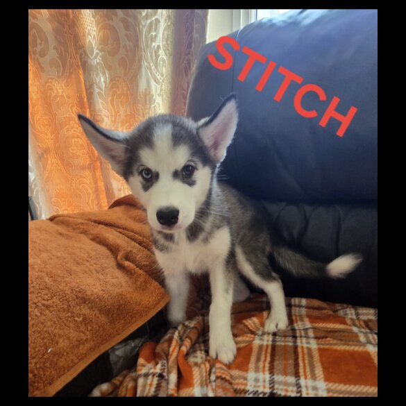 Alaskan Malamute - Bitches
