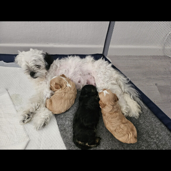 Malshi - Dogs