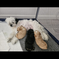 Malshi - Dogs