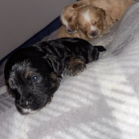 Malshi - Dogs