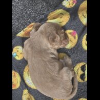 Cocker Spaniel (Working &amp; Show) - Both