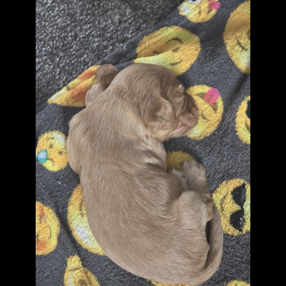 Cocker Spaniel (Working &amp; Show) - Both