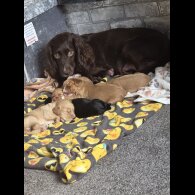 Cocker Spaniel (Working &amp; Show) - Both