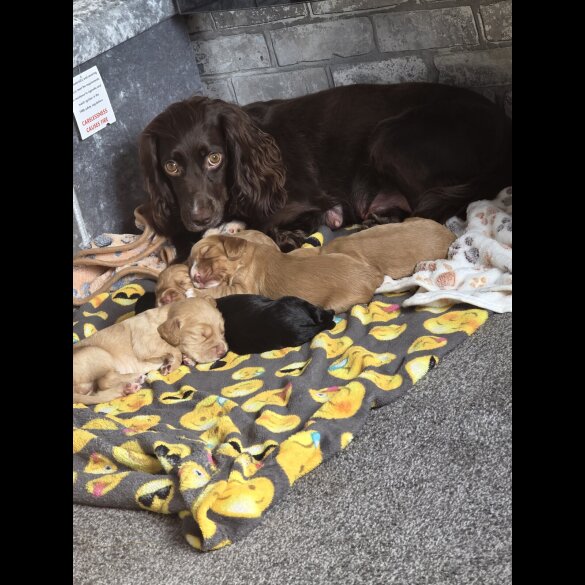 Cocker Spaniel (Working &amp; Show) - Both