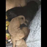 Cocker Spaniel (Working &amp; Show) - Both
