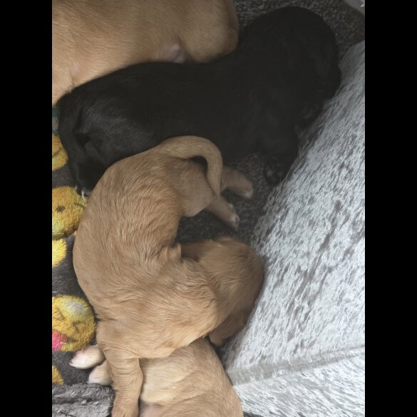 Cocker Spaniel (Working &amp; Show) - Both
