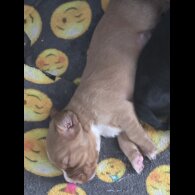 Cocker Spaniel (Working &amp; Show) - Both