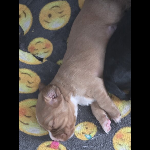 Cocker Spaniel (Working &amp; Show) - Both