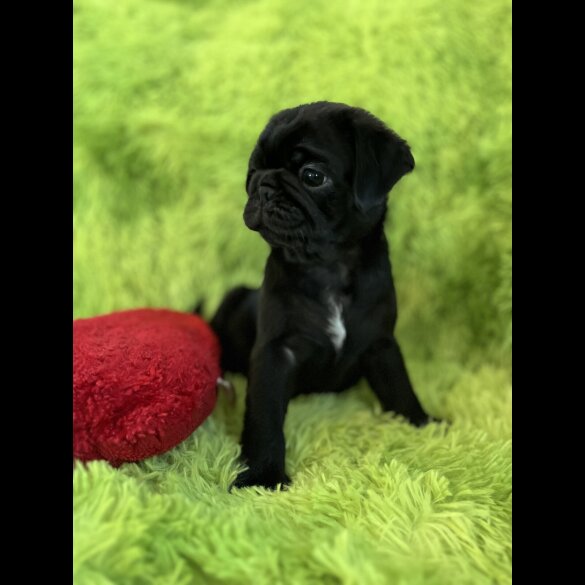 Pug - Dogs