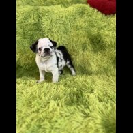 Pug - Dogs
