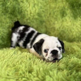 Pug - Dogs