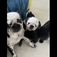 Pug - Dogs