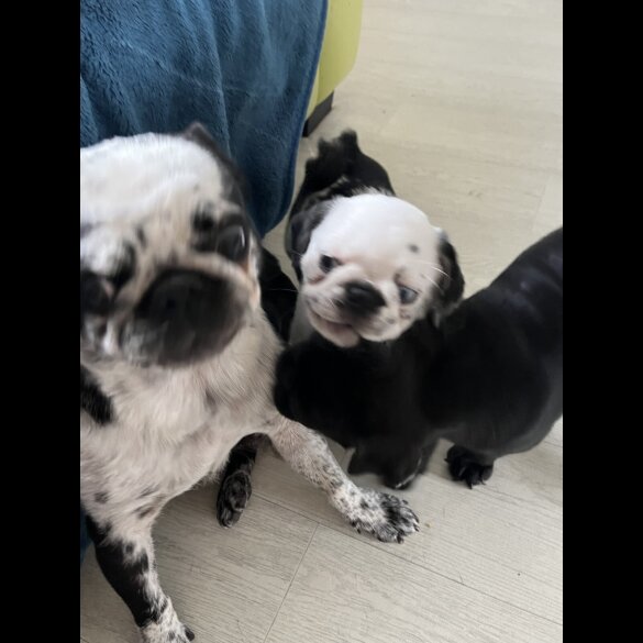 Pug - Dogs