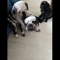 Pug - Dogs