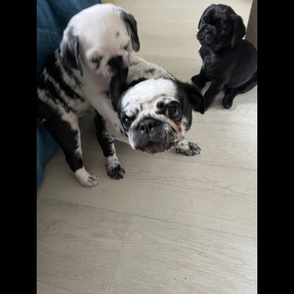 Pug - Dogs