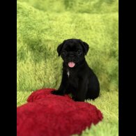 Pug - Dogs
