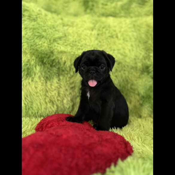 Pug - Dogs