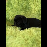 Pug - Dogs