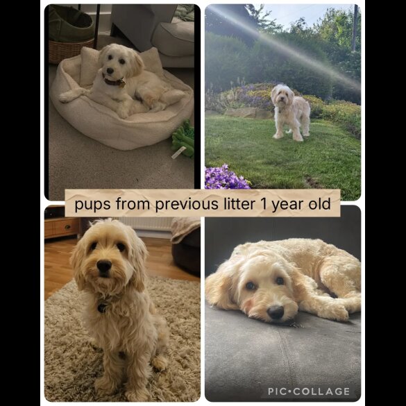 Cocker Spaniel (Working &amp; Show) - Both