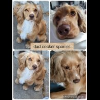 Cocker Spaniel (Working &amp; Show) - Both