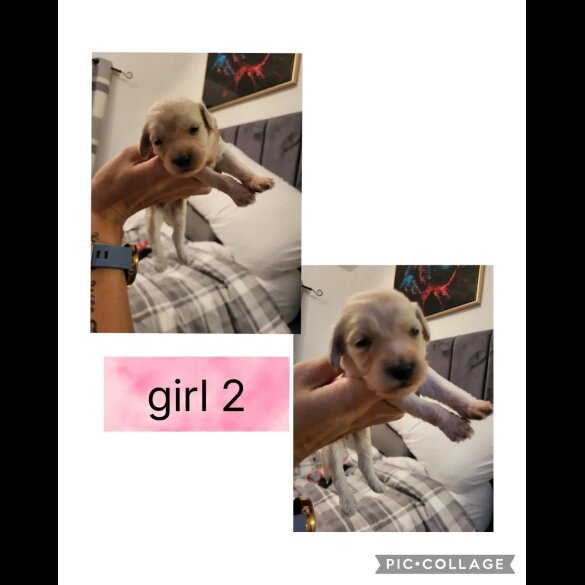 Cocker Spaniel (Working &amp; Show) - Both