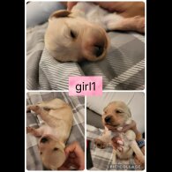 Cocker Spaniel (Working &amp; Show) - Both
