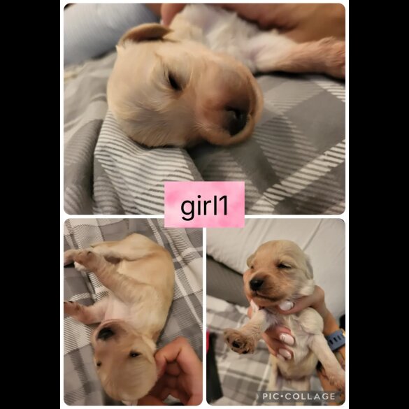 Cocker Spaniel (Working &amp; Show) - Both
