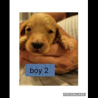 Cocker Spaniel (Working &amp; Show) - Both