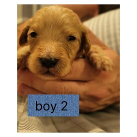 Cocker Spaniel (Working &amp; Show) - Both