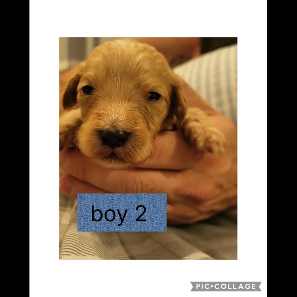 Cocker Spaniel (Working &amp; Show) - Both