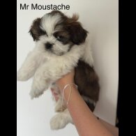 Shih Tzu - Both
