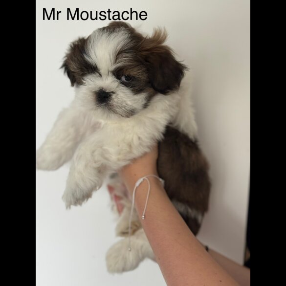 Shih Tzu - Both