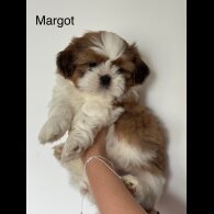 Shih Tzu - Both