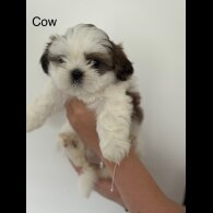 Shih Tzu - Both
