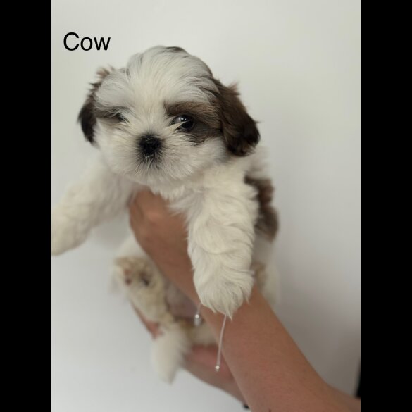 Shih Tzu - Both