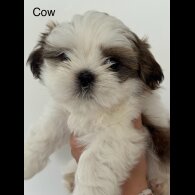 Shih Tzu - Both