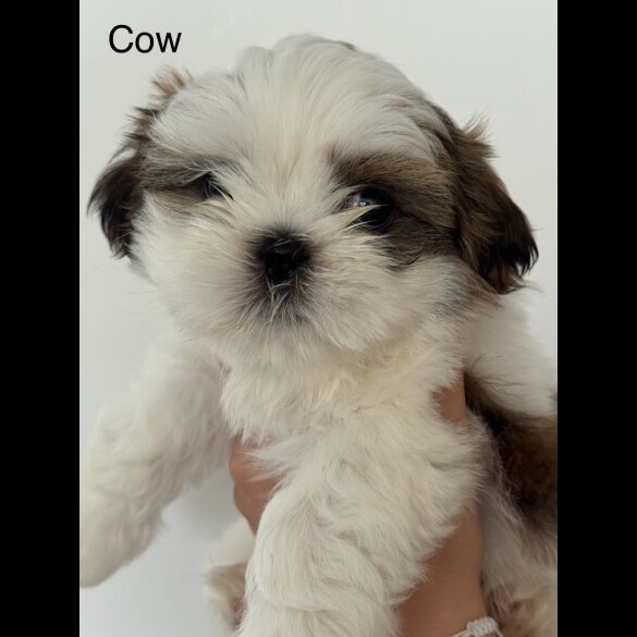 Shih Tzu - Both