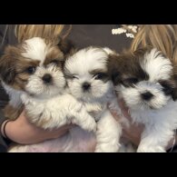 Shih Tzu - Both