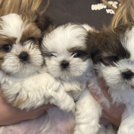 Shih Tzu - Both
