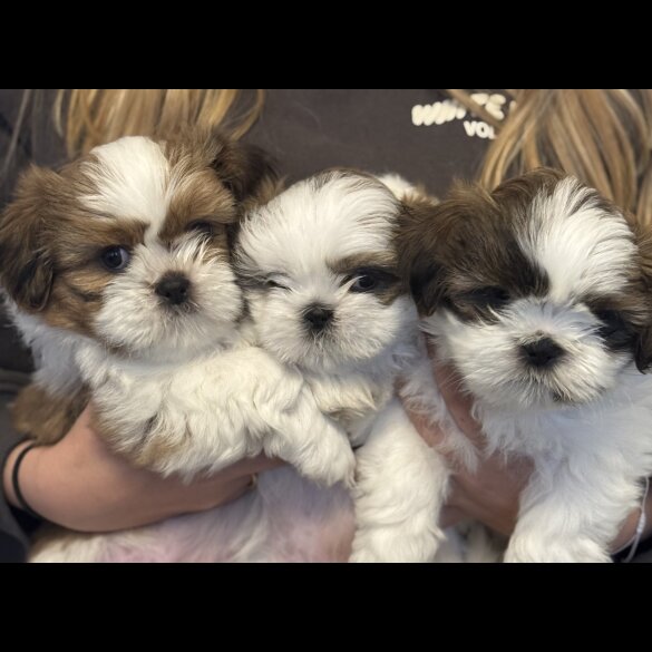 Shih Tzu - Both