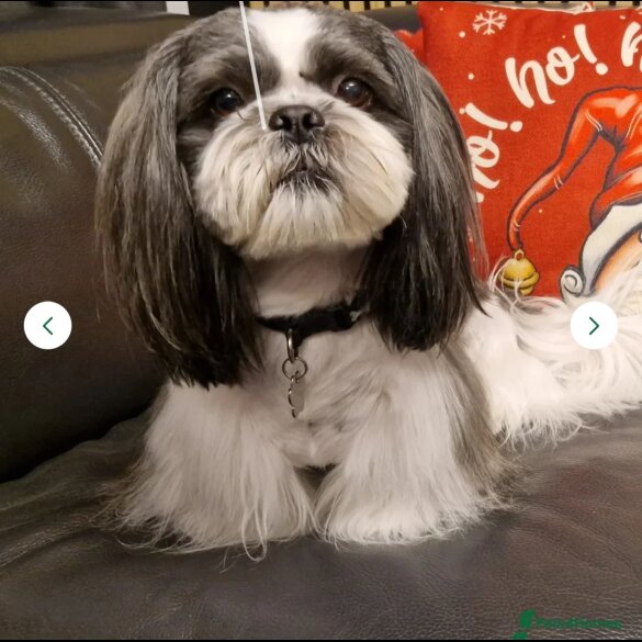 Shih Tzu - Both