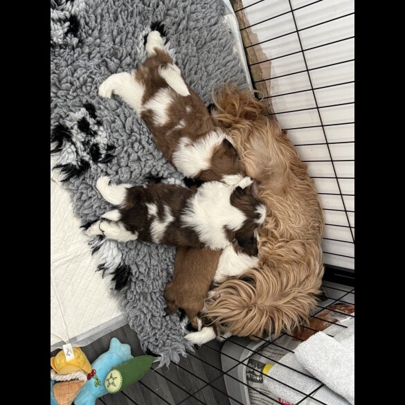 Shih Tzu - Both