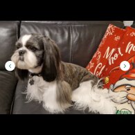 Shih Tzu - Both