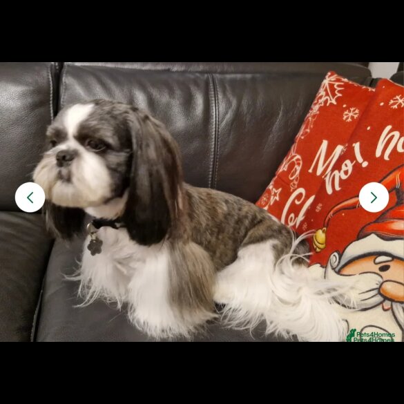 Shih Tzu - Both
