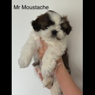 Shih Tzu - Both