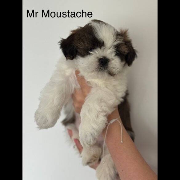 Shih Tzu - Both