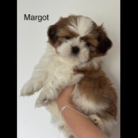 Shih Tzu - Both