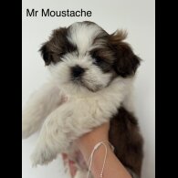 Shih Tzu - Both
